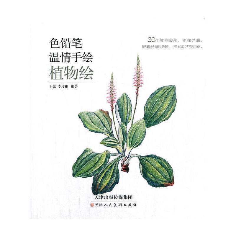 色铅笔温情手绘 植物绘