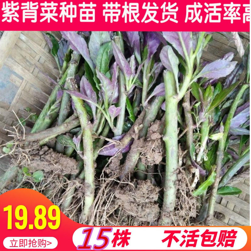 四川血皮菜苗紫背菜种苗紫背天葵带根发货园艺种子阳台庭院盆栽