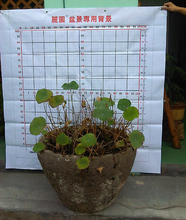 盆景拍照专用背景布 带标尺淘宝/网店拍产品照摄影背景纸防水防晒