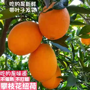 攀枝花纽荷尔脐橙柳橙现货新鲜现季非赣南橙子甜橙大果当季鲜水果