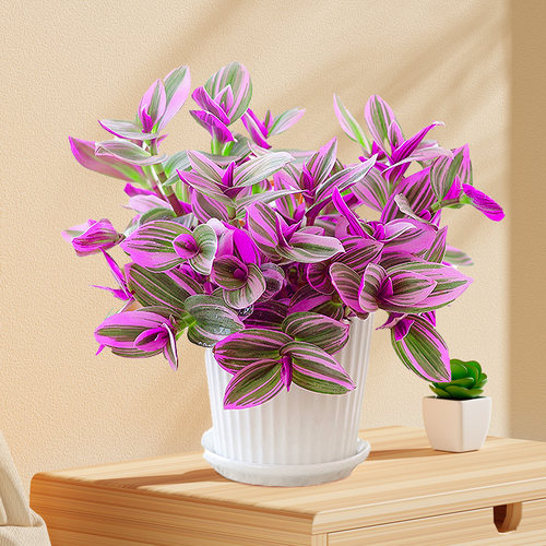 油画婚礼吊兰盆栽胭脂云办公室