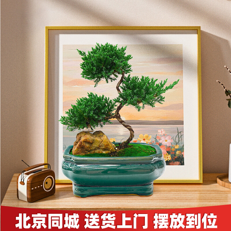 迎客松盆景桌面摆件盆栽四季常A青真树室内客厅办公室绿植好养松