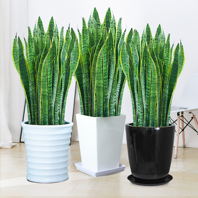 带根虎皮兰--放卧室的植物同城送