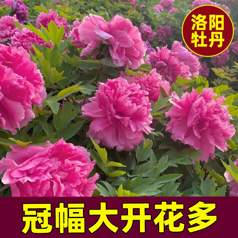 正宗洛阳红牡丹大盆好养北京专车