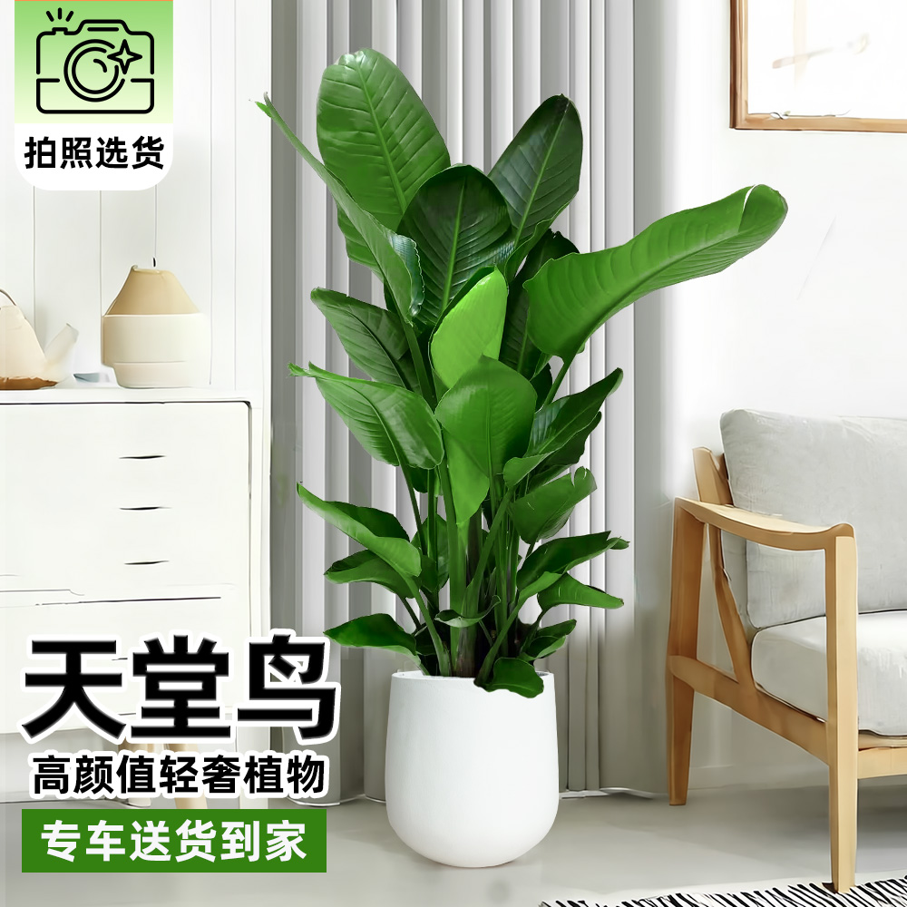 天堂鸟绿植客厅花卉植物北京