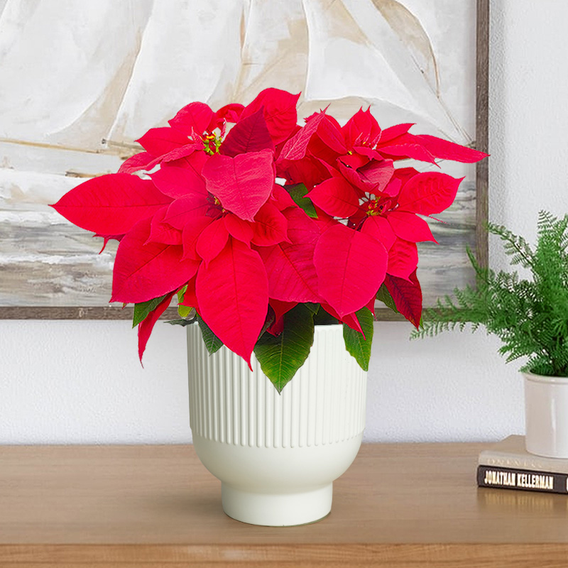 圣诞红庆典室内装饰盆栽绿植花卉