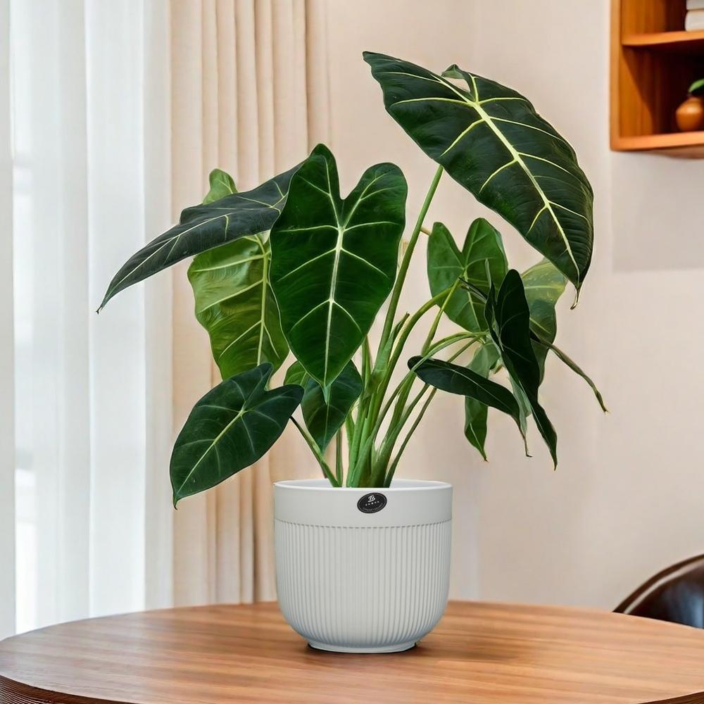绿天鹅绒网红绿植室内客厅桌面仙女小盆栽海芋ins风植物北京同城