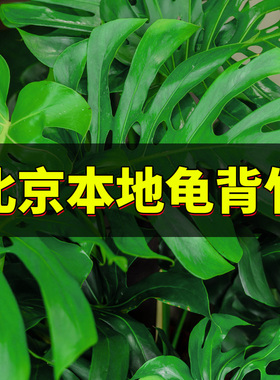 老桩龟背竹室内绿植除甲醛客厅办公室大叶易活植物北京同城大盆栽