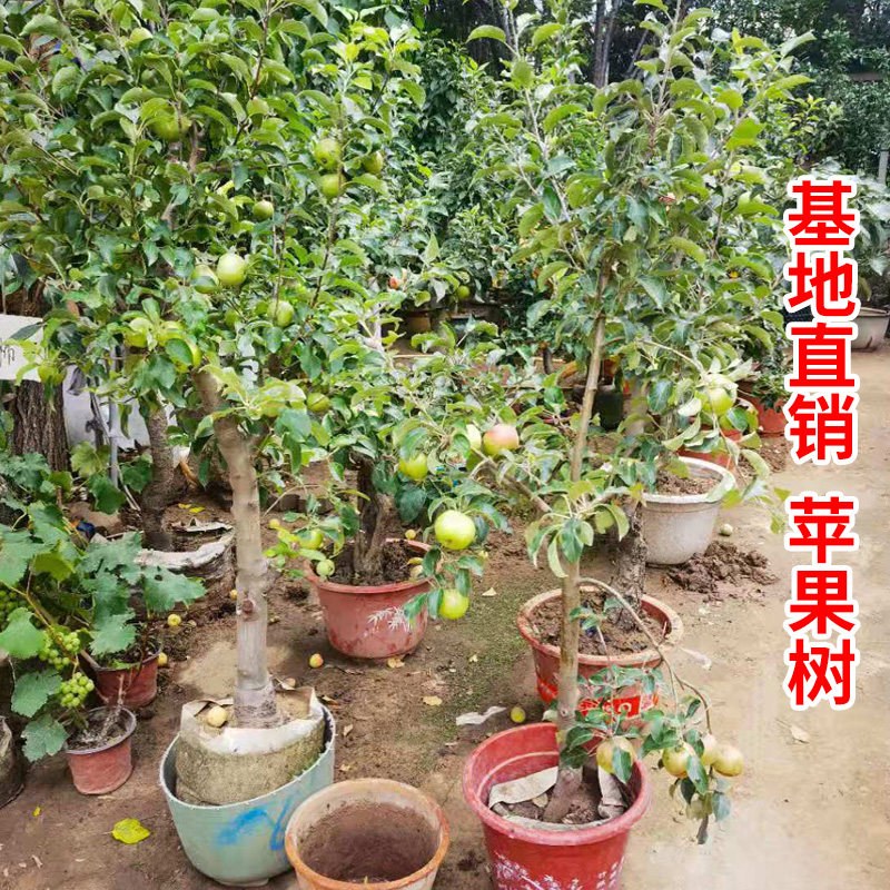 苹果树高杆绿植四季阳台室内外