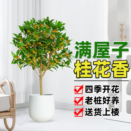 桂花树苗老桩盆栽好养四季开花室内外浓香型耐寒客厅阳台庭院植物