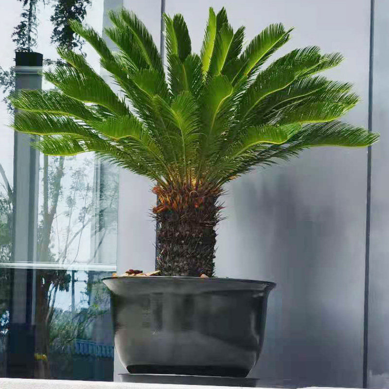 铁树盆栽植物室外庭院门口摆设图片