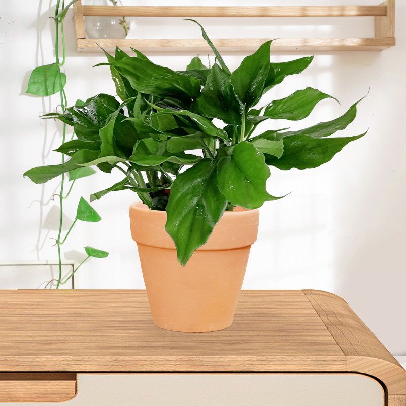 万年青小盆栽室内新家吸甲醛易活好养植物喜阴绿植花卉北京同城送