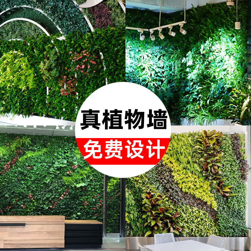 北京真植物墙室内设计施工安装配送绿植花卉盆栽净化空气加湿美化