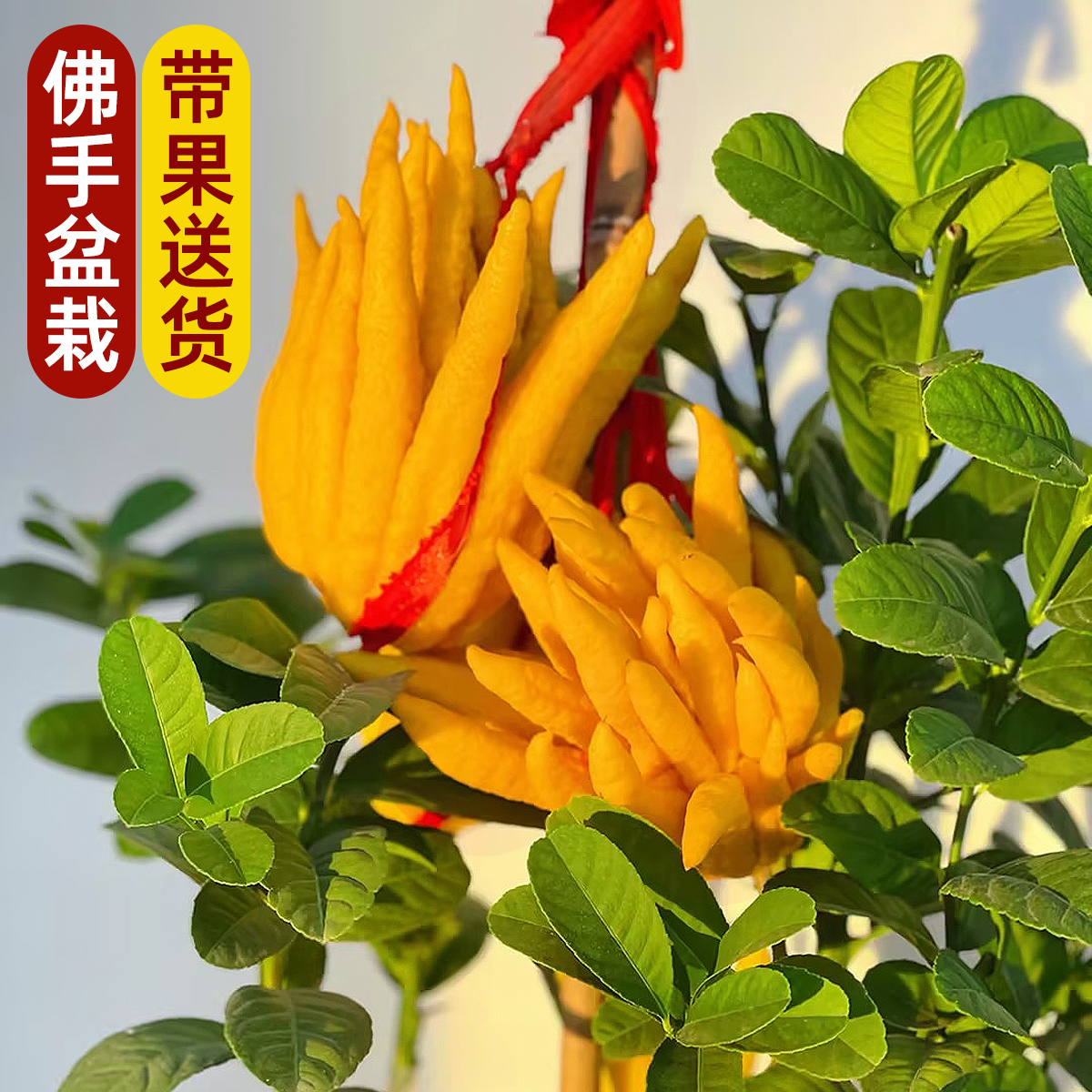 佛手盆栽带果送货室内阳台观赏