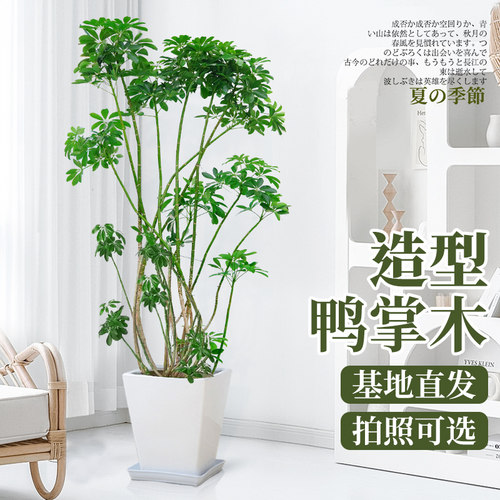 造型鸭掌木鸭脚木绿植日本风格