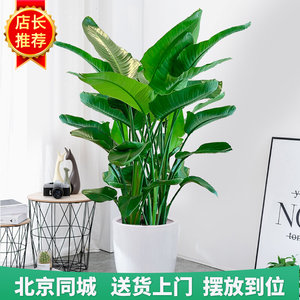 室内大型绿植批发