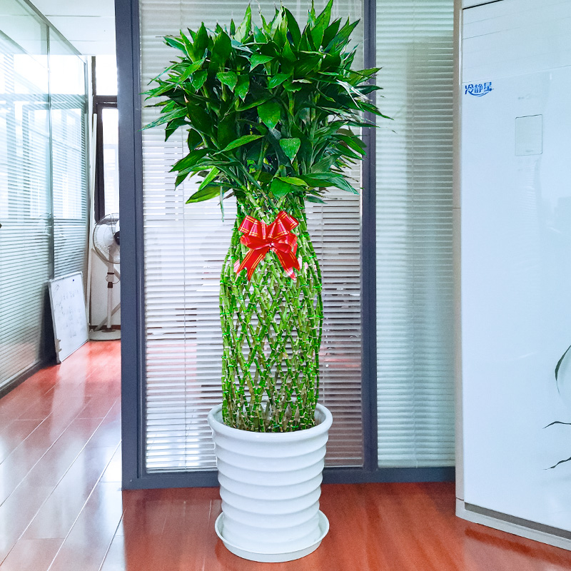 耐阴植物-北京专车送达开业送礼