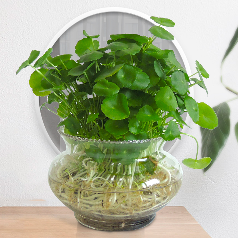 带叶金钱草迷你趣味小客厅盆栽