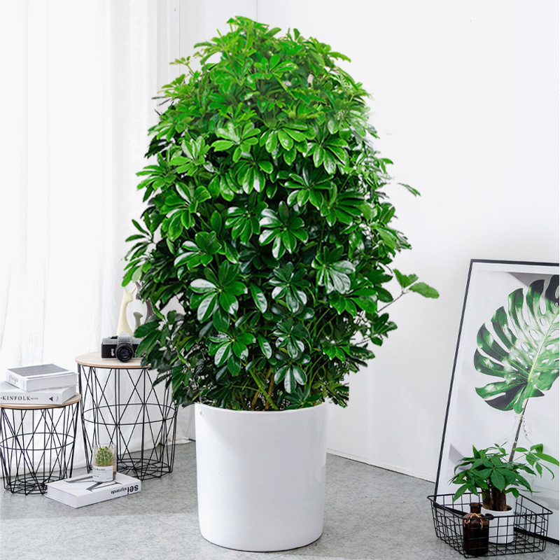 八方来财鸭掌木办公室鸭脚木绿植