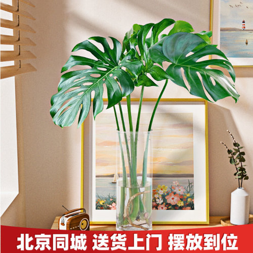 水培植物老桩龟背竹水养s盆栽吸甲醛净化空气室内客厅办公水生绿
