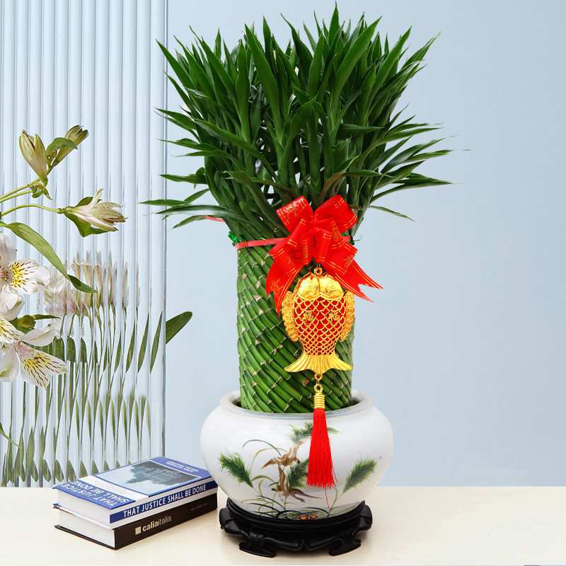 富贵塔竹节节高步步高开运转运竹水培室内盆栽植物花卉防辐射竹子