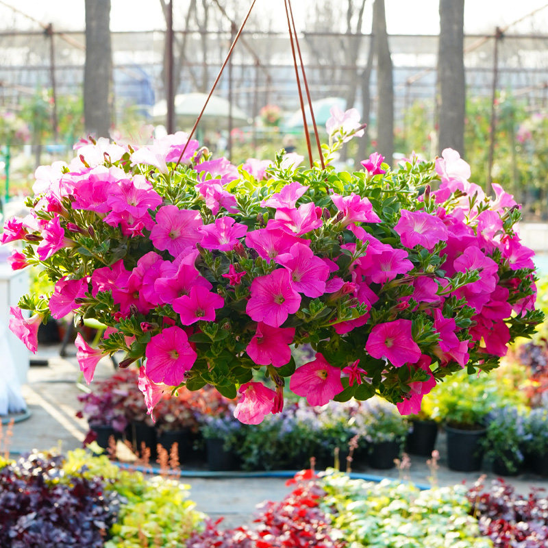 牵牛花草花庭院阳台造景室内外垂吊花卉盆栽绿化设计观花植物北京