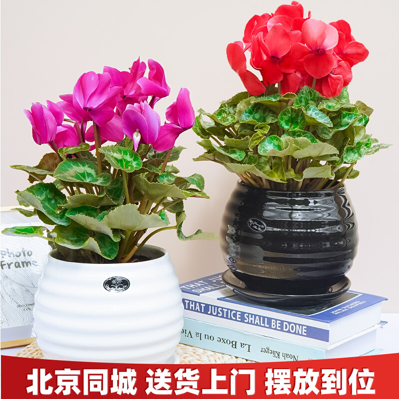 仙客来开花不断室内花卉盆栽