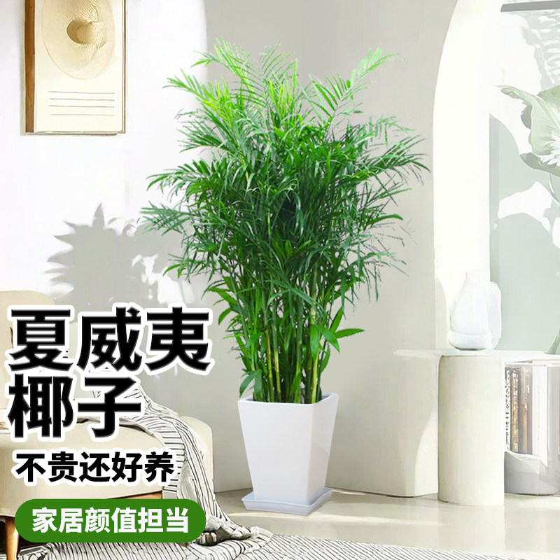 夏威夷盆栽椰子散尾竹子物大型花卉绿植室内办公室客厅树只送北京