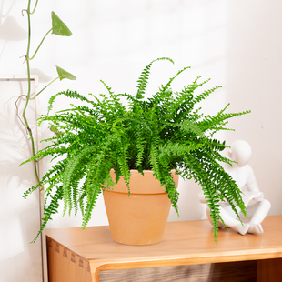 蕨类植物波斯顿蕨室内绿植盆栽净化空气铁线蕨肾蕨室外好养送北京