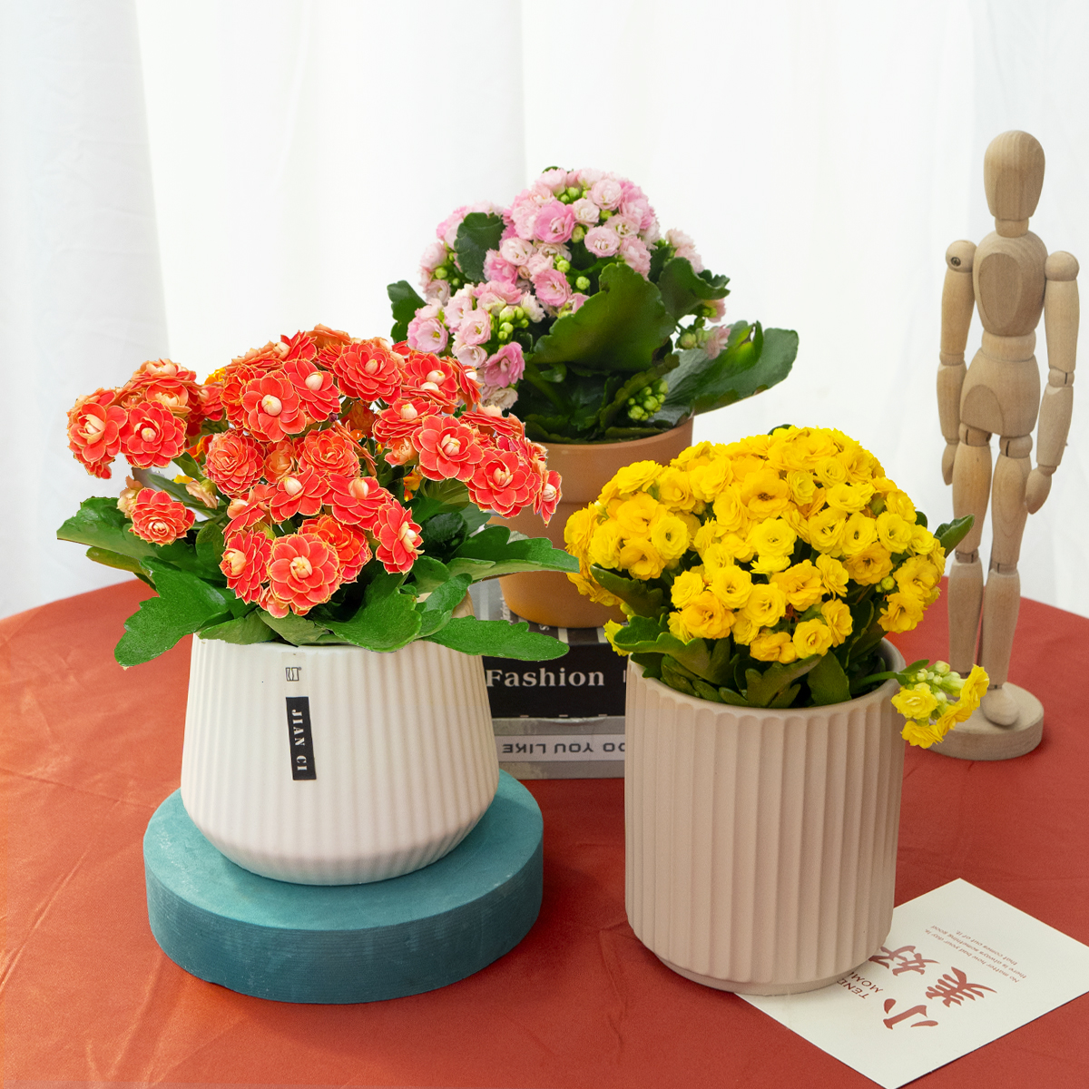 长寿花盆栽重瓣金狐狸大花精品室内四季开花多肉植物花卉北京同城