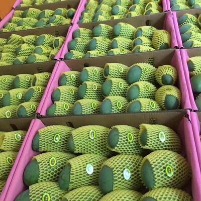 【桂七芒】正宗广西百色桂七芒香甜可口10斤装现摘现发特色芒果