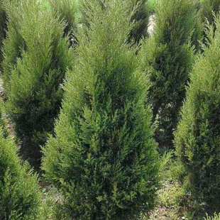 刺柏树苗北京桧柏刺松树苗带刺行道树苗绿化松柏树清明塔柏地柏苗