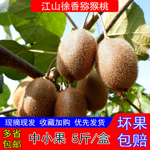 正宗江山徐香弥猕猴桃 新鲜孕妇水果当季绿心奇异果礼盒装 包邮