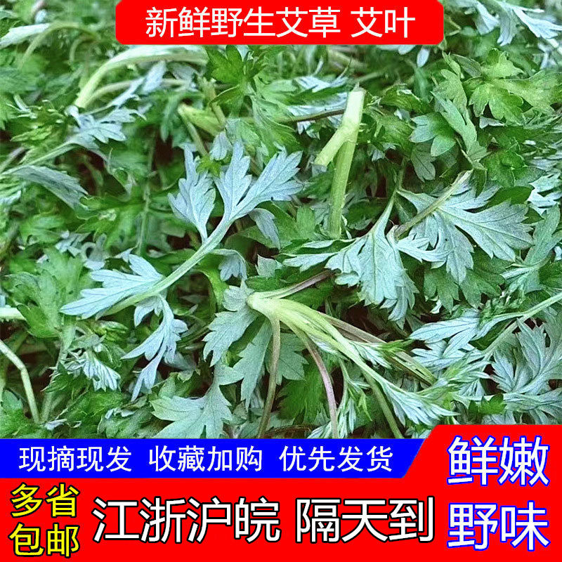 艾草新鲜蔬菜当季食用野菜生艾草叶艾蒿清明草糍粑艾青团嫩艾叶