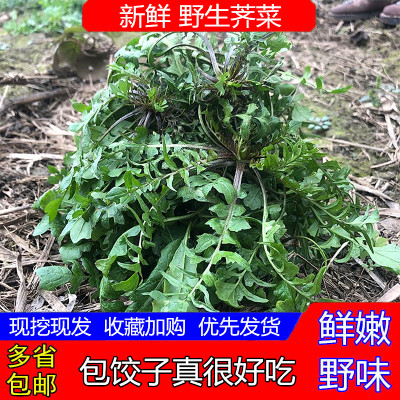 新鲜荠菜嫩干净野生荠菜 荠荠菜野菜 现挖饺子混沌春卷馅食材包邮