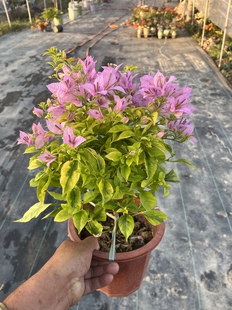 金边粉红豹三角梅带盆带花苞发货阳台庭院好养爬藤花卉四季勤开花