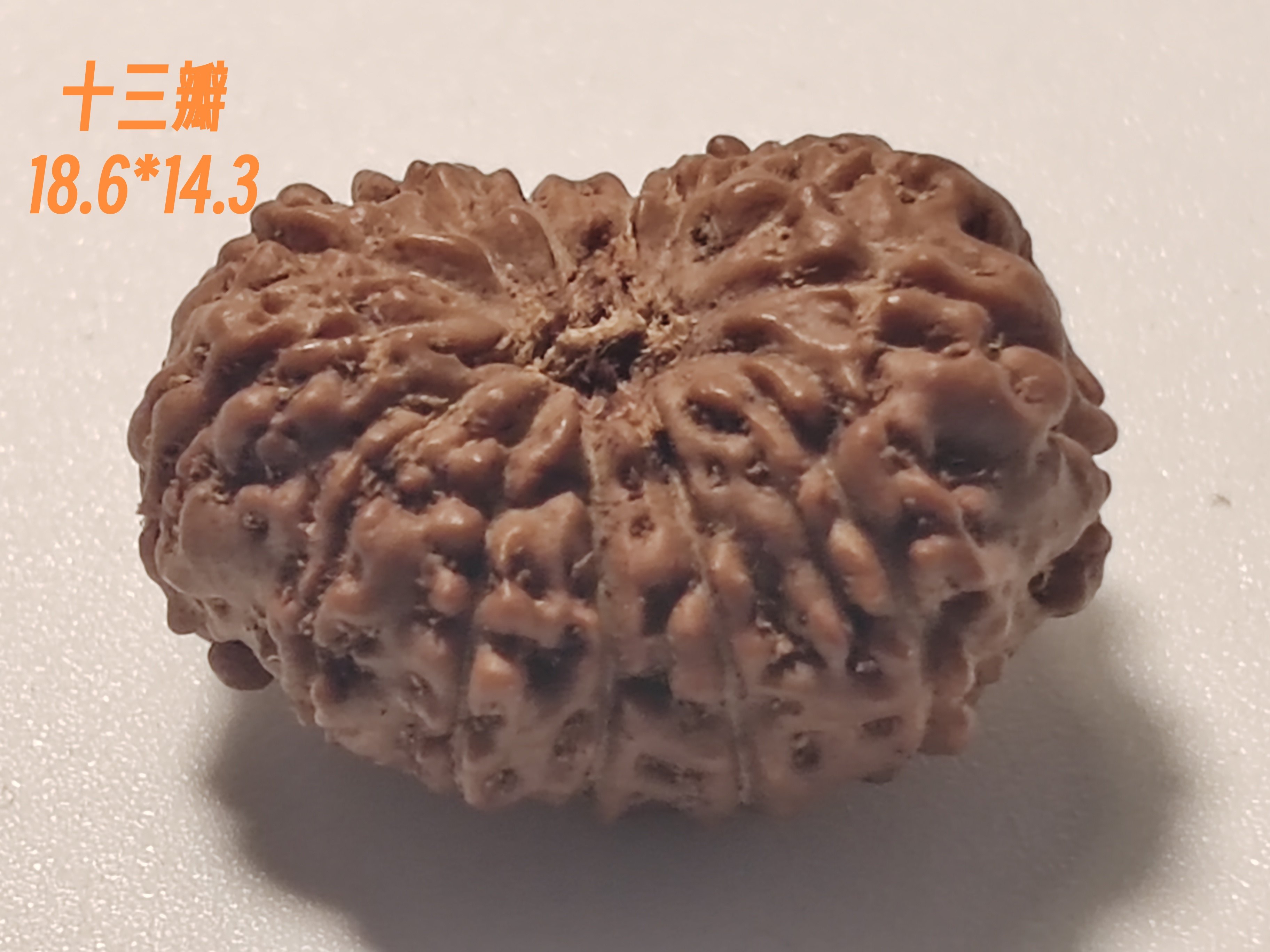 小金刚手串老树王天然单籽十三瓣13瓣背云吊坠
