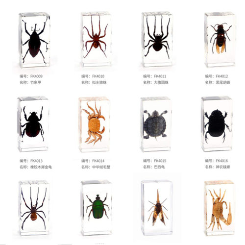 昆虫标本真虫独角仙质量怎么样 昆虫标本真虫独角仙口碑怎么样 小麦优选