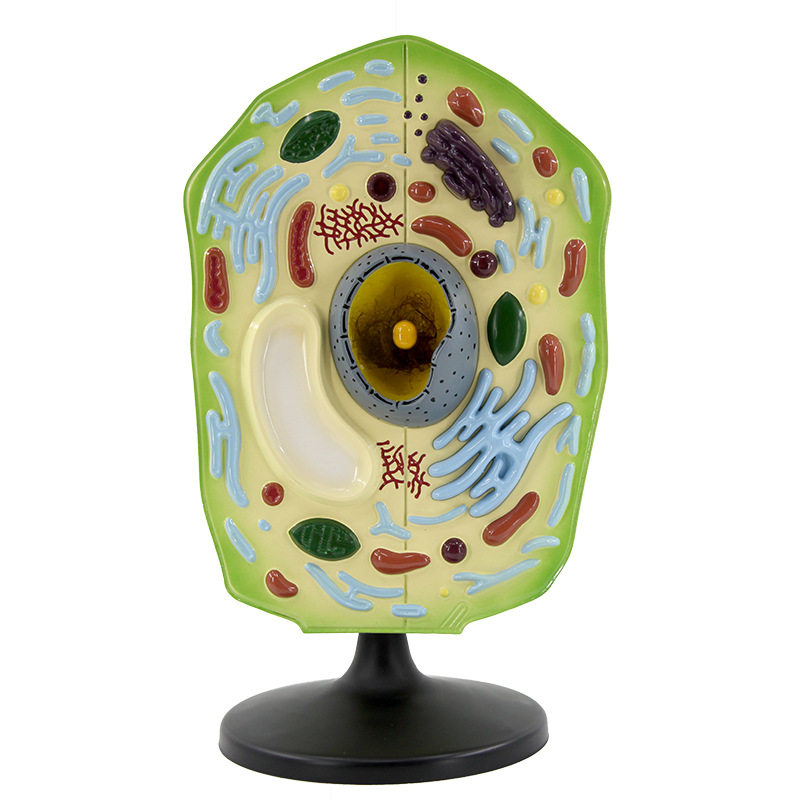 新品qh3216-2植物细胞模型 生物医学模型 实验解剖 科教仪器