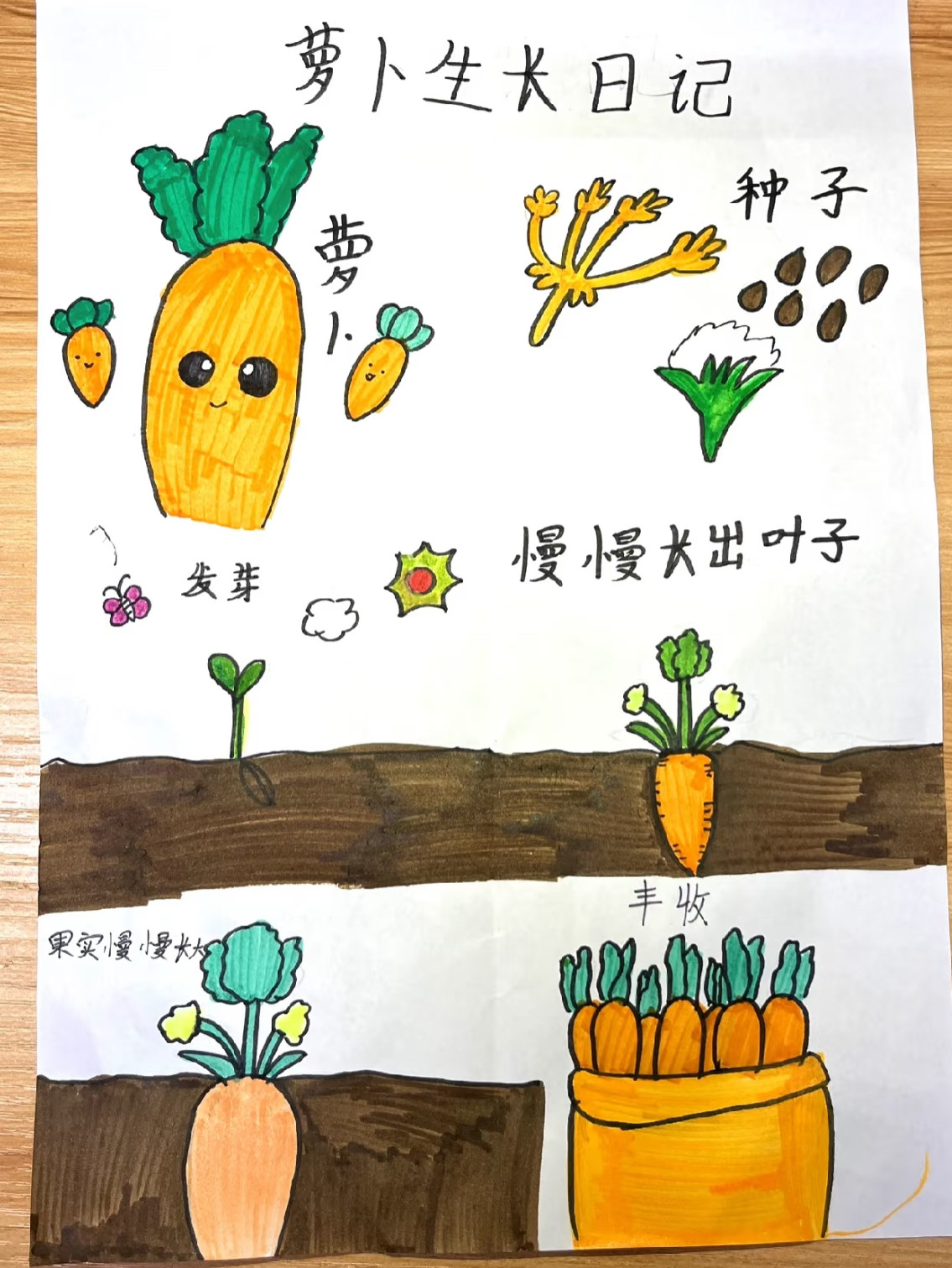 小学二年级胡萝卜的种植过程记录成长手抄报模板电子版线稿素材图