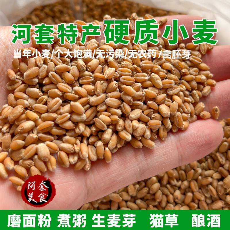 农村天然纯正未加工煮粥磨面食用钓鱼麦芽糖硬质红小麦粒当年小麦