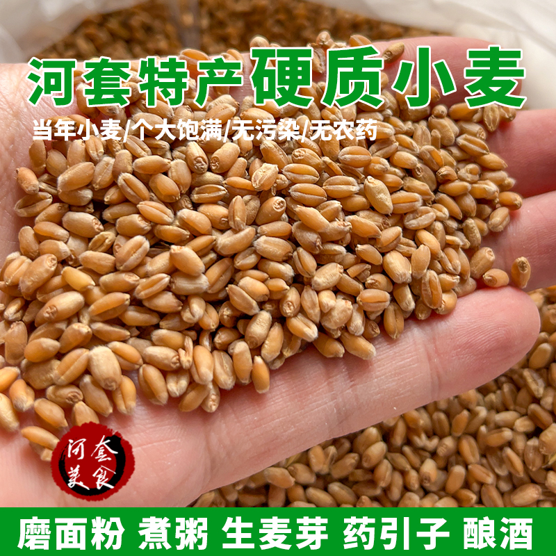 内蒙古硬质食用红小麦