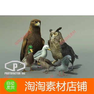 Unity3d BIRDS PACK v2.1 鸟类模型包乌鸦鸭子猫头鹰鸽子海鸥麻雀