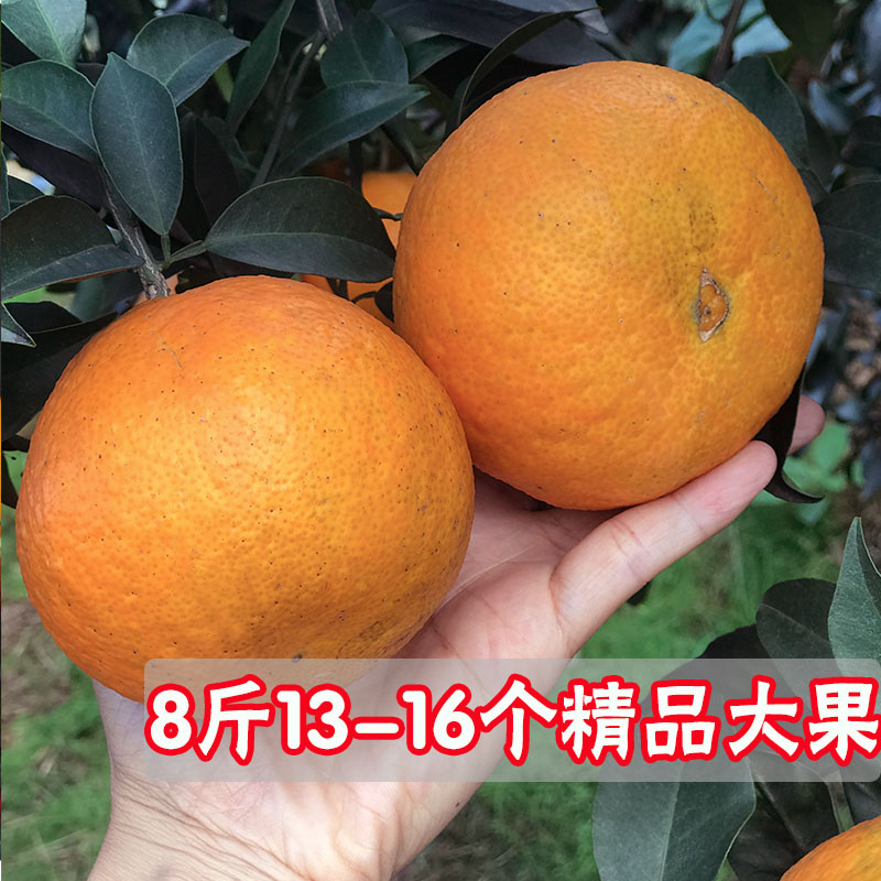 四川爱媛38号果冻橙8斤新鲜橙子当季水果柑橘蜜桔子整箱大果包邮