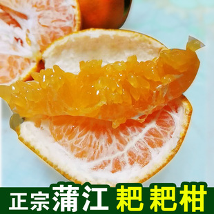蒲江耙耙柑春见柑现摘现发8斤18可溯源新鲜现摘自家种植