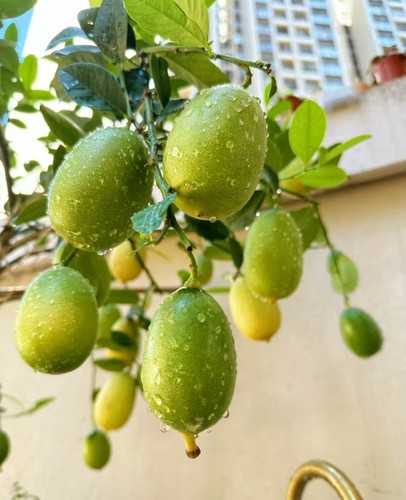 居家果树首选台湾无籽香水柠檬苗叶子四季结果中苗苗情棒庭院盆栽