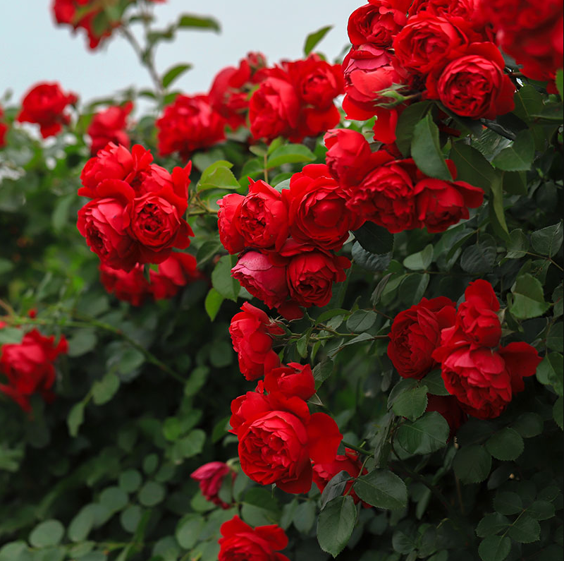 佛罗伦萨花儿朵朵开爬藤月季四季开花大花浓香