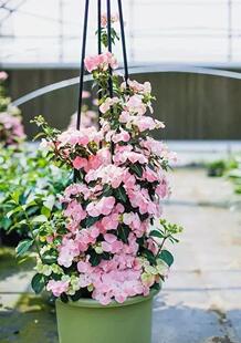 绣球中苗粉色落跑新娘苗情超级棒