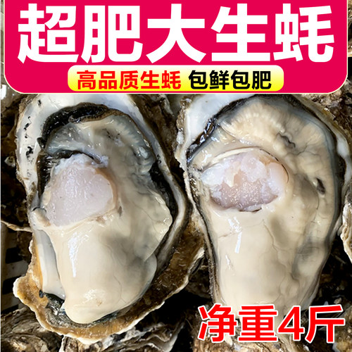 现捕现发鲜活大生蚝包肥包鲜