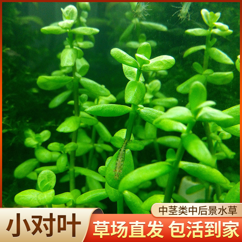 小对叶瓜子对叶水草植物真草鱼缸水草造景水族活净水阴性新手懒人